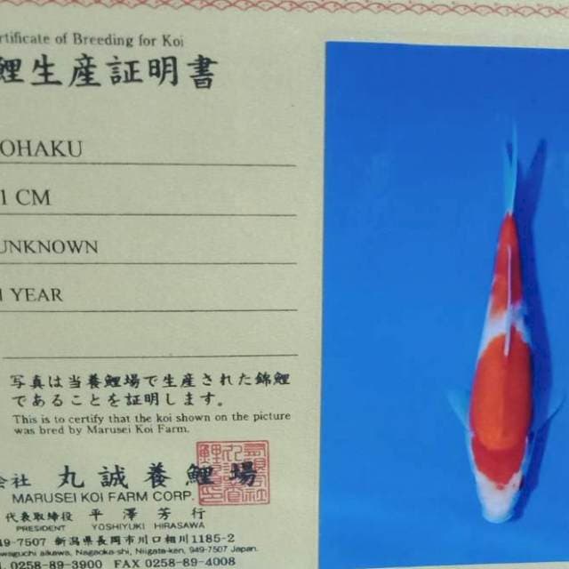 Kohaku marusei farm