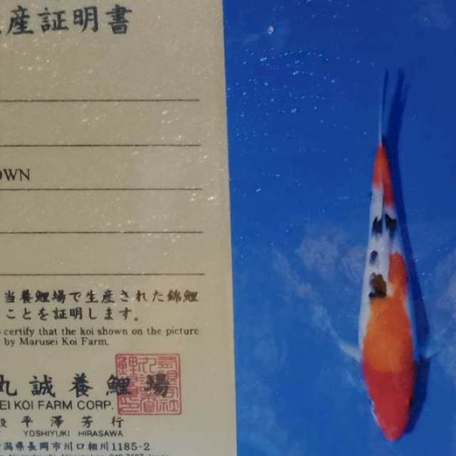 Sanke import bulky marusei farm