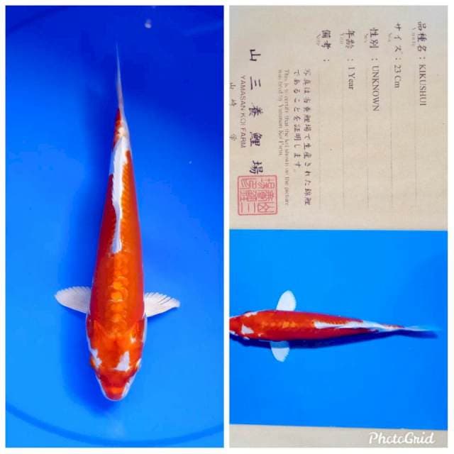 Kikushui import yamasan farm