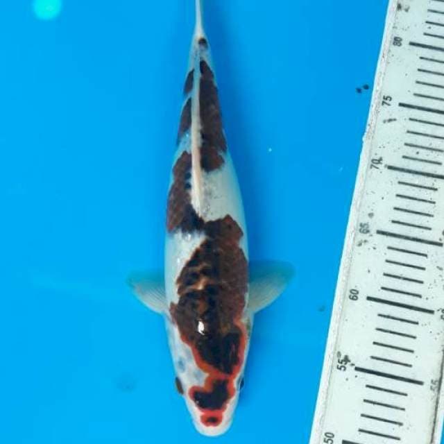 Goromo 37cm