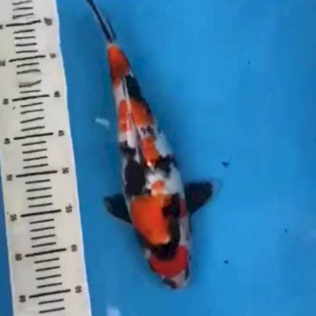 Showa 40cm