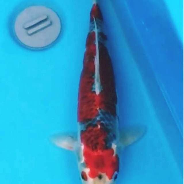 Goshiki 38cm