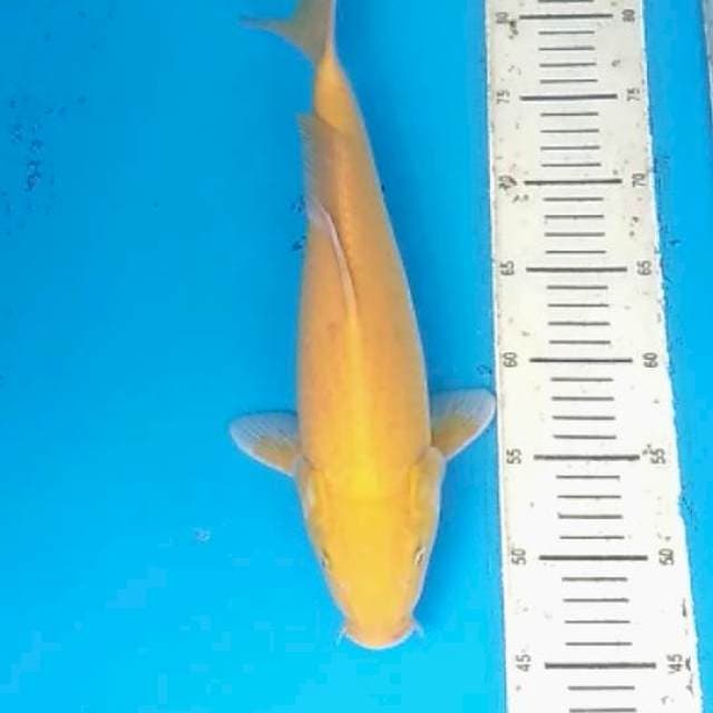 KARASI JUMBO