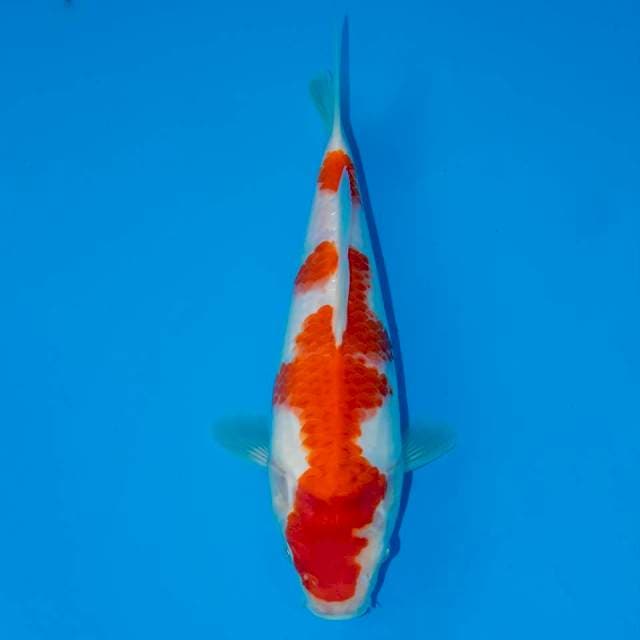 KOHAKU 26 CM FEMALE