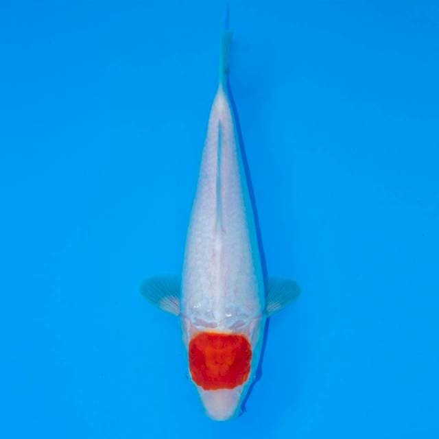 TANCHO KOHAKU 26 CM FEMALE