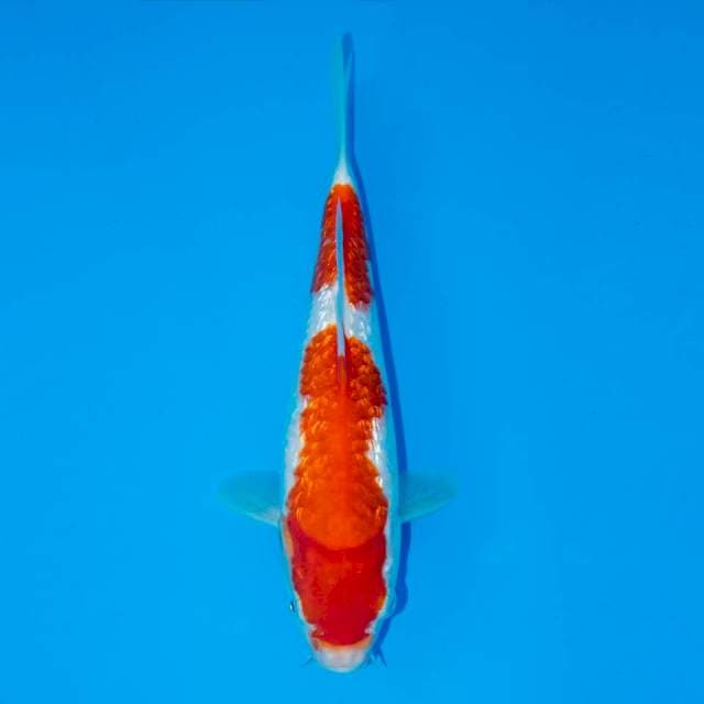 KOHAKU GINRIN 24 CM FEMALE