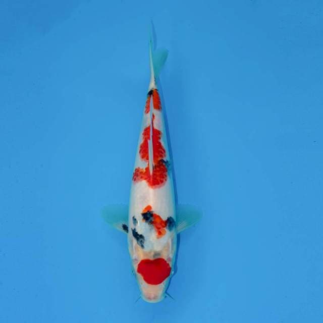 SHOWA TATEGOI 24 CM FEMALE