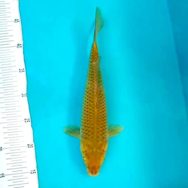 Midori 28 cm