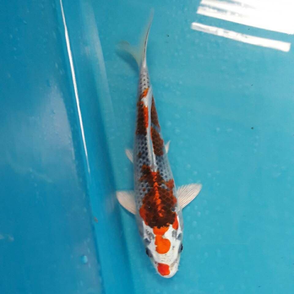 KUJAKU ISTIMEWA