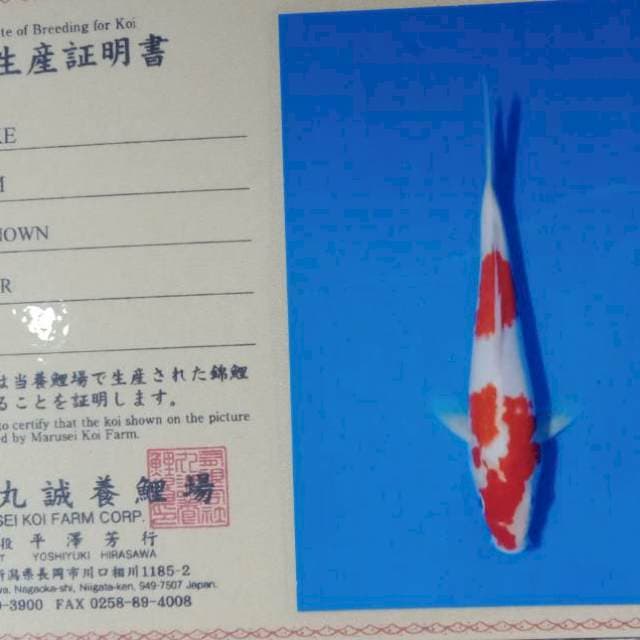Kohaku import marusei farm