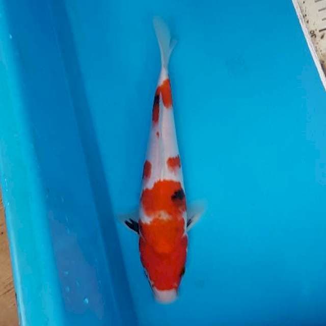 Showa tategoi male