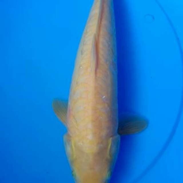 Karasi aragoke