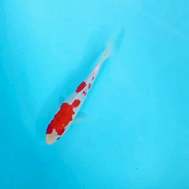 25cm. Kohaku