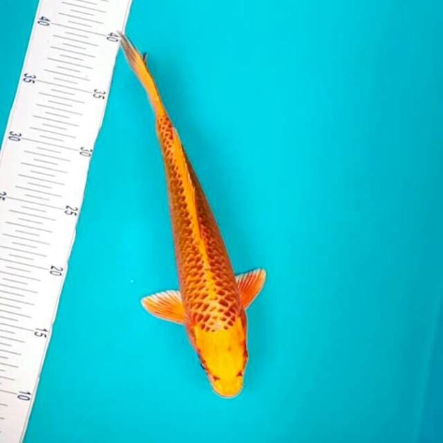 27cm. Kawarimono
