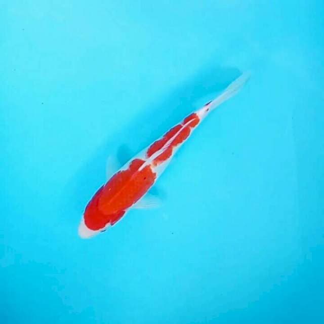 27cm. Kohaku