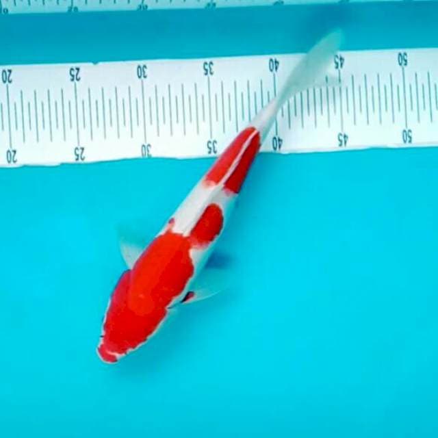 28cm. Kohaku