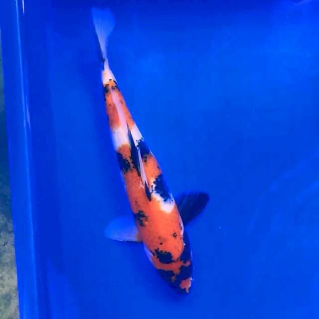 32cm. Showa