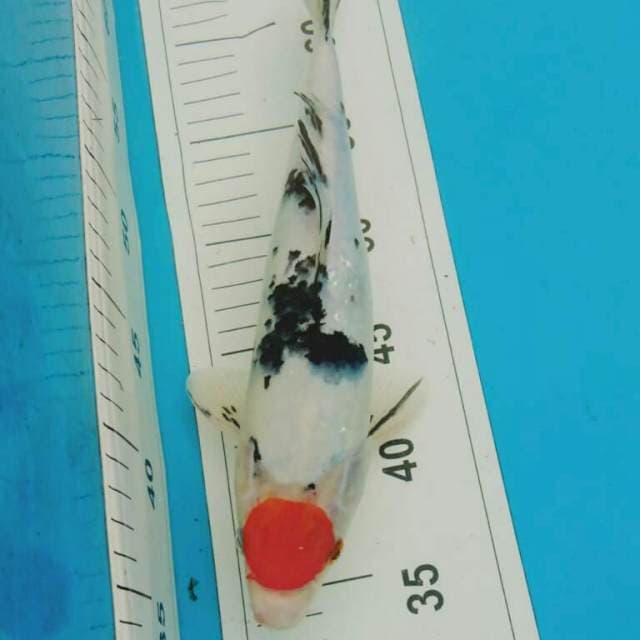 TANCHO SANKE 30CM