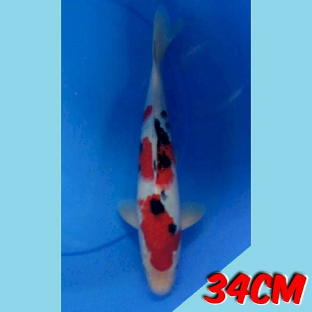 Sanke 34cm