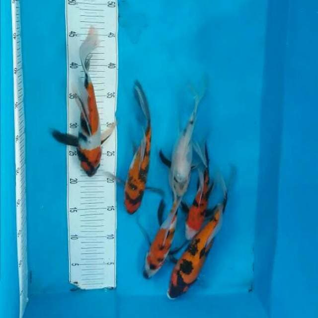 Mix showa,shiro kumpay 6 ekor