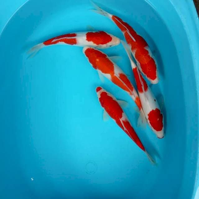 Merah pool nindan