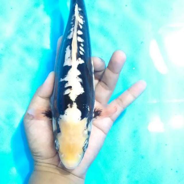 kumonryu jantan 29