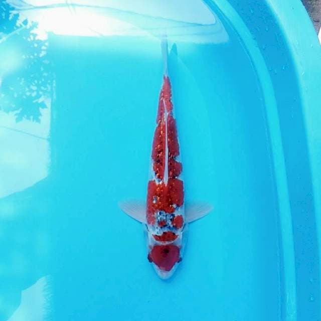 Maru ginrin 38cm