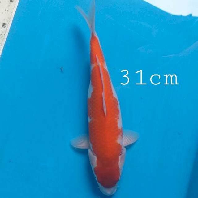 Kohaku calon jumbo