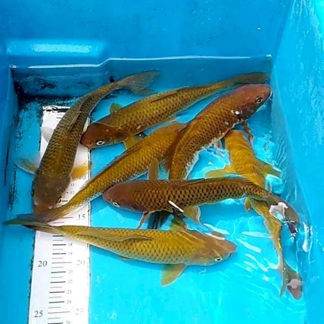 Paket Chagoi 7 ekor