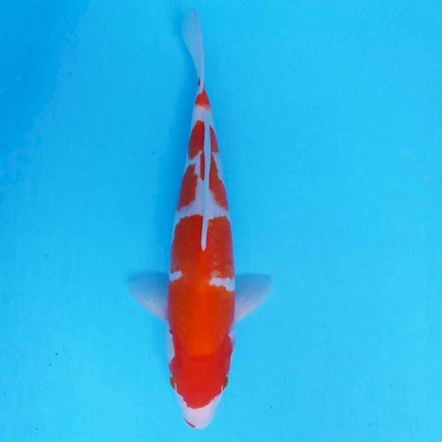 Kohaku "Original Pattern"