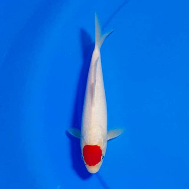 Tancho Kohaku "red strong"