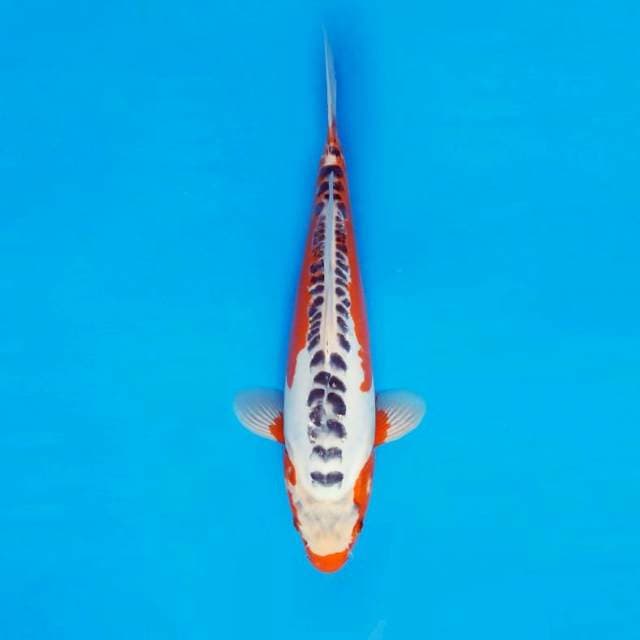 MAESTRO 16 ~ SHUSUI ™