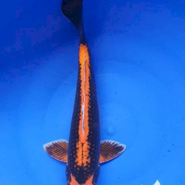 Kabuto #39cm male