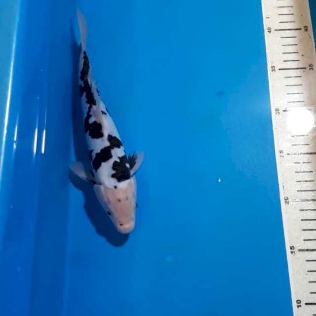 SHIRO DOITSU MOTOGORO 25 CM