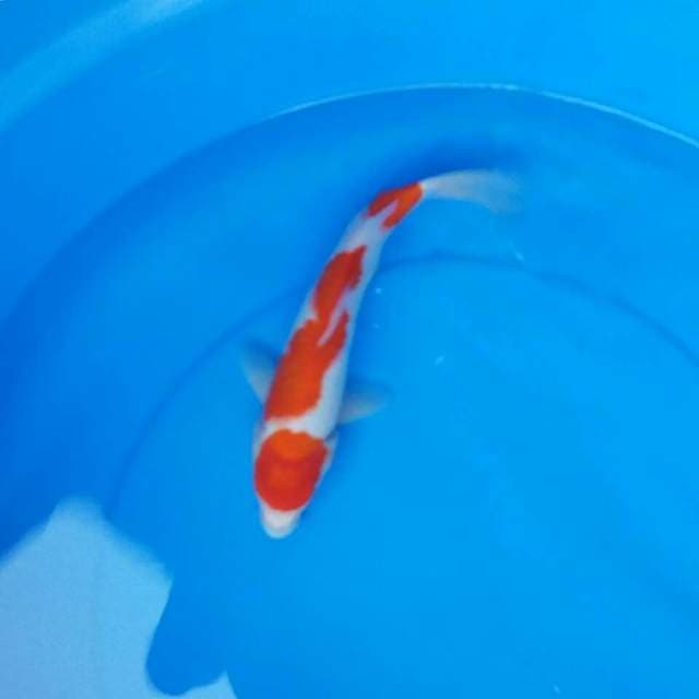 Kohaku