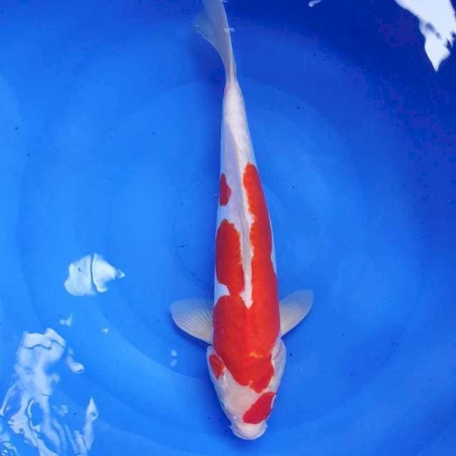 Kohaku doit36cm male