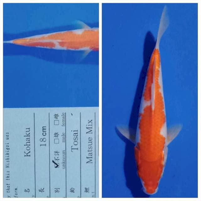 Kohaku import jumbo tosai matsue farm