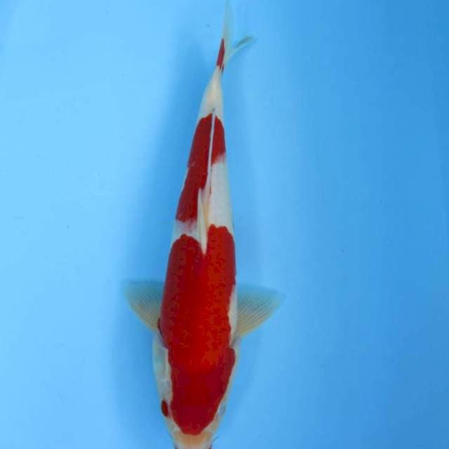 Sandan kohaku25cm