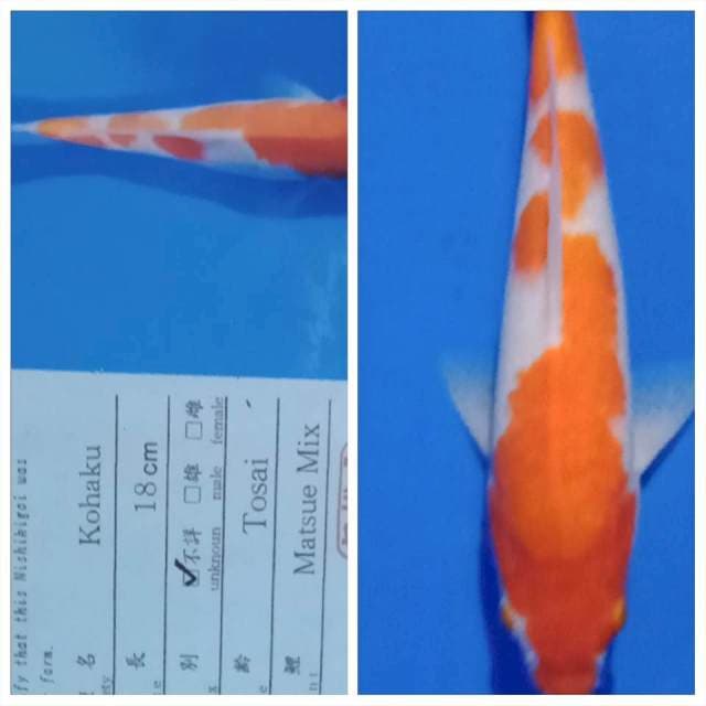 Kohaku matsue import new tosai