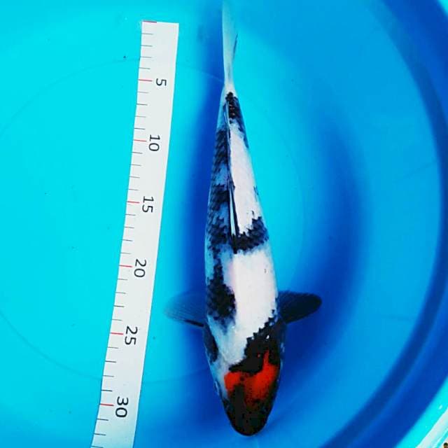 Tancho showa ori 33cm