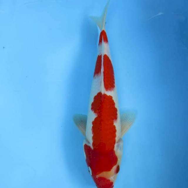 Kohaku30cm
