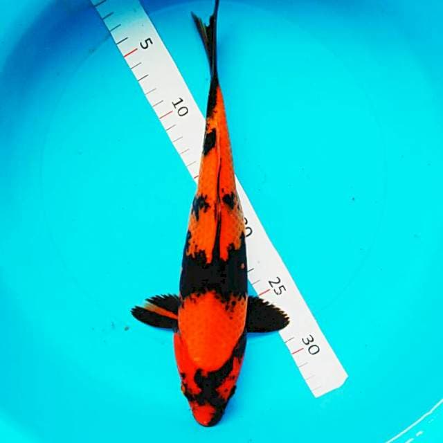 Hi utsuri 30cm