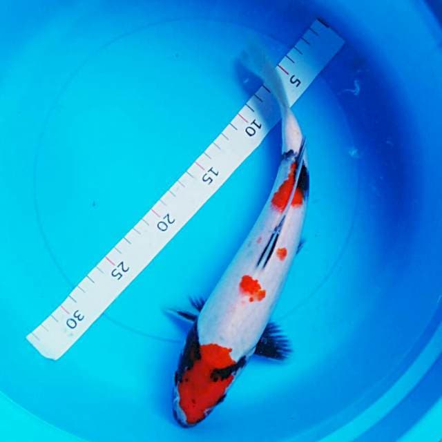 Showa 31cm male