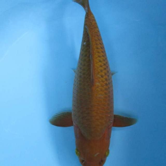 Torperdo35cm
