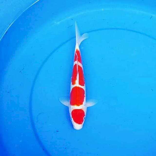 KOHAKU DOITSU