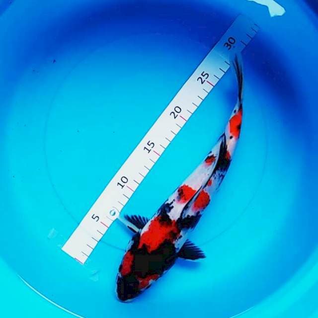Showa josss 31cm male