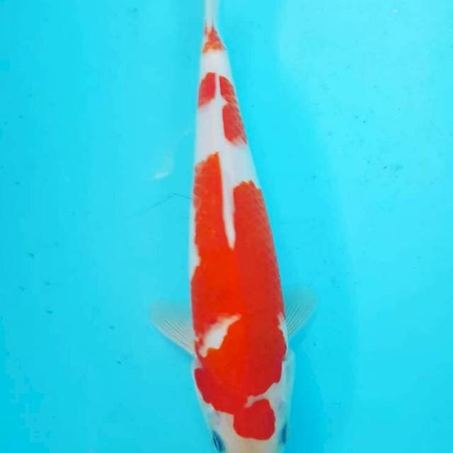 kohaku 30 cm