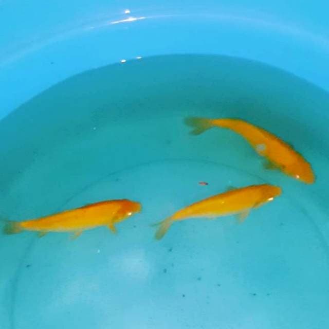 3 karasi mata merah 25 bu