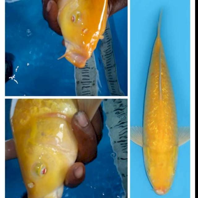 KARASHI JUMBO GINRIN - MATA MERAH