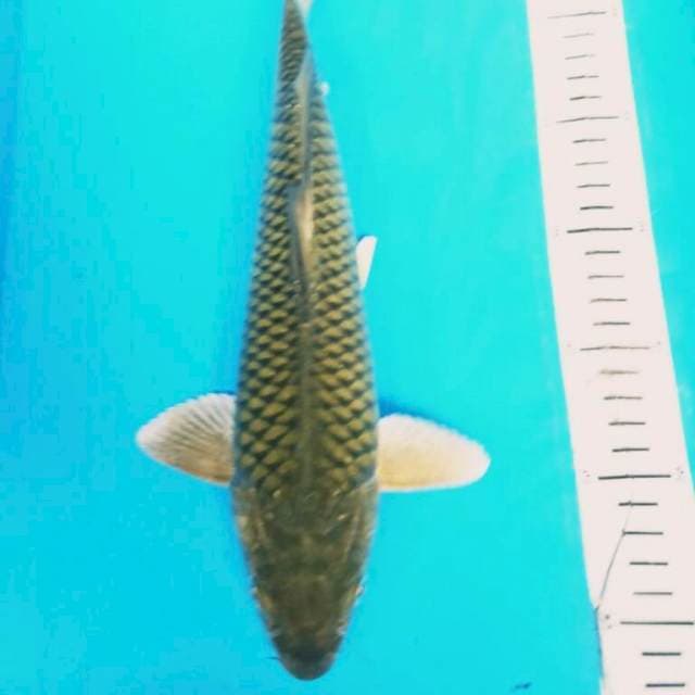 MIDORiGOI 32 cm